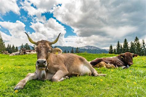 Fantastic Hike To the Buchenegger Waterfalls Stock Image - Image of grass, agriculture: 175252059