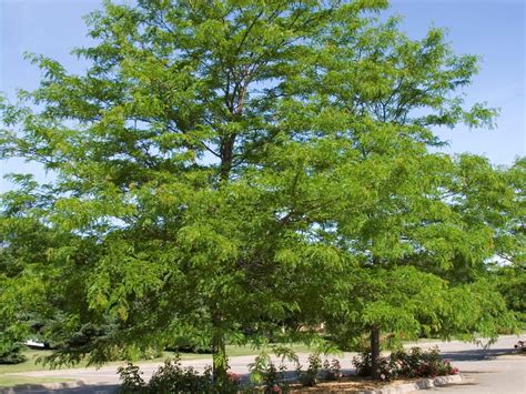 Honeylocust, Shademaster - Campbells Nursery