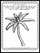 Date Palm Tree Coloring Pages sketch template