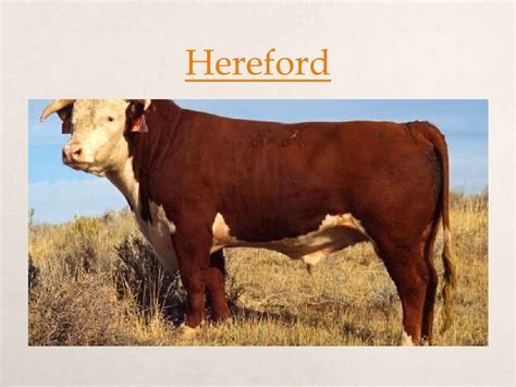 Australian beef cattle breeds