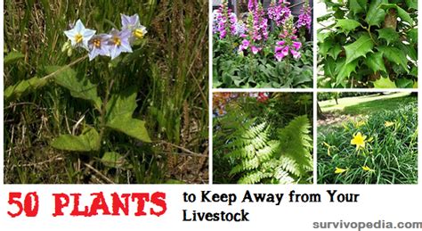 50 Toxic Plants: The Silent Slayers at Your Farm | Survivopedia