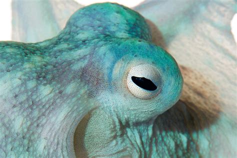 Oh, plesiosaur. — egosumdaniel-od: Cephalopod eyes are...