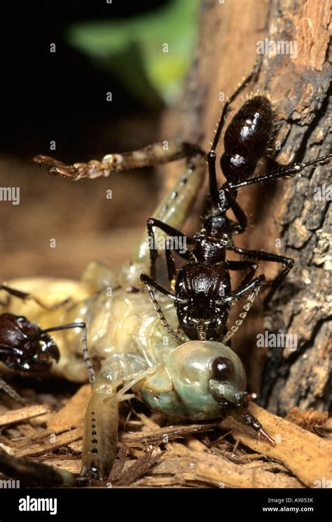 Paraponera clavata hi-res stock photography and images - Alamy