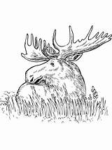 Moose Sitting In A Grass coloring Page  Free Printable Coloring Pages sketch template