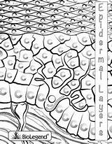 Protist Coloring Pages At GetColoringscom  Free Printable Colorings sketch template