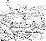 Coloring Pages Mountain Goat Printable For Kids & Adults Free sketch template