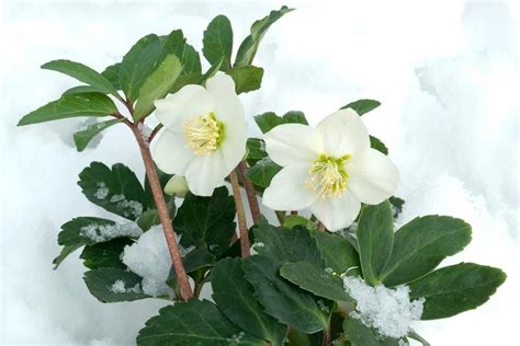 Hellebores in Winter | Gardening Tips Perennials