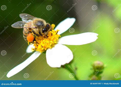 Honey Bee with Full Pollen Baskets Stock Image - Image of rear, honey: 66491997