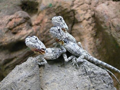 Frilled Lizard | Animal Wildlife