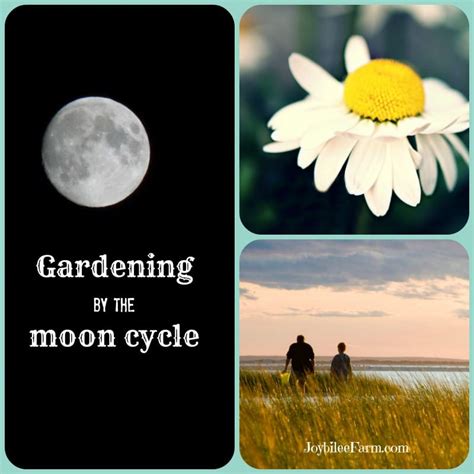 10 gardening secrets that old timers know -- gardening by the moon ...