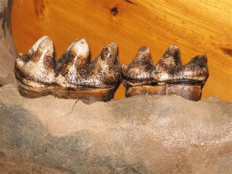 MASTODON JAW MASTODON TEETH