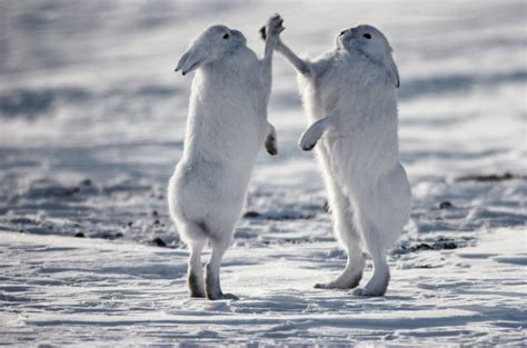 Boxing Arctic Hares, Ellesmere Island, Canada - Art Wolfe