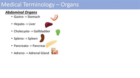 Medical Terminology Lesson 8 Exercise 1