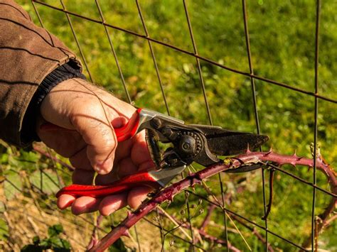 Pruning Blackberry Bushes: How And When To Prune Blackberry Bushes