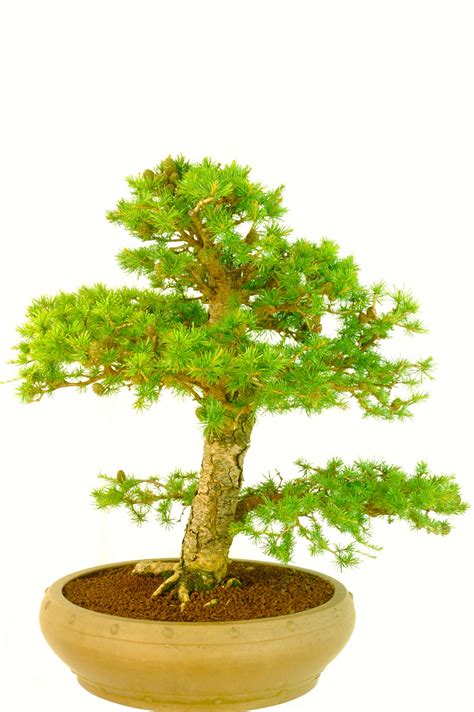 Powerful Mature European Larch Outdoor Bonsai Tree for sale in the UK
