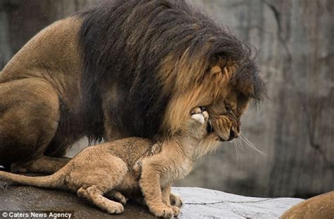 Heartwarming footage of the moment a papa lion meets his baby cubs for the first time at the ...