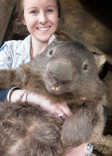 The average life span of a wombat in the wild is estimated to be 15 years and 20 years in ...