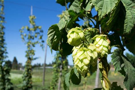 The Debate Over Hops In Craft Beer Is Positively Medieval