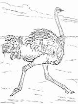 Ostrich Runs sketch template