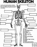 Human Skeleton Coloring Page  Crayolacom sketch template