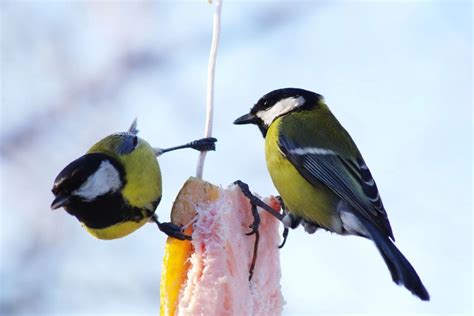 Feeding Birds In Winter