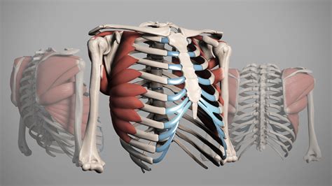 Proko - 3D Model: The Shoulder Muscles