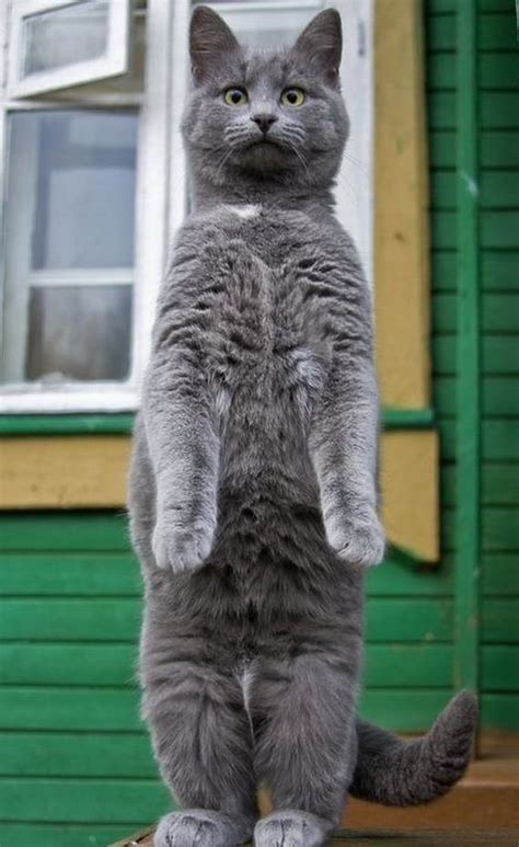 Cats Standing on Their Hind Legs - Barnorama