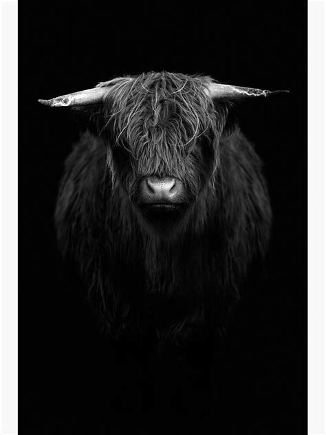 "Black and white Bull Frontal" Poster for Sale by CalmingPeaceful ...