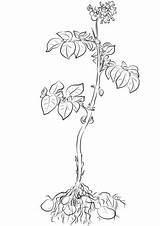 Potato Plant coloring Page  Free Printable Coloring Pages sketch template