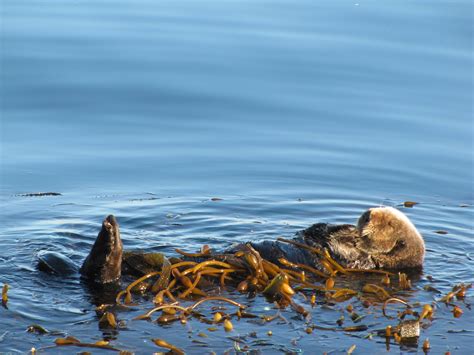 Sea Otter Wrapped in Kelp | Photo by BLM. | Bureau of Land Management ...