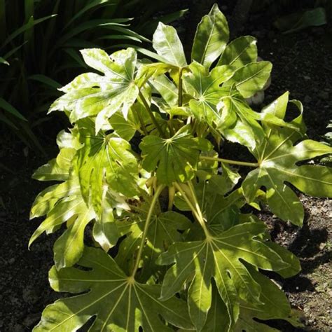 Fatsia japonica 'Variegata', Japanese Aralia 'Variegata' - uploaded by ...