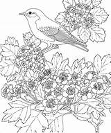 Bluebird Coloring Pages  ColoringBay sketch template