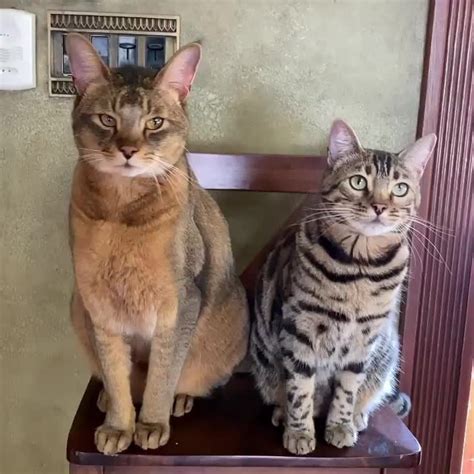 Size Comparison... [OC] (Arthur Chausie(22lbs), Lancelot Savannah(15lbs) and Clyde Bengal(17lbs ...