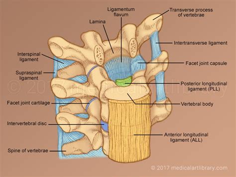 Vertebral Ligaments - Medical Art Library