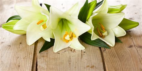 Easter Lilies How To Care For Them at Lee Porter blog