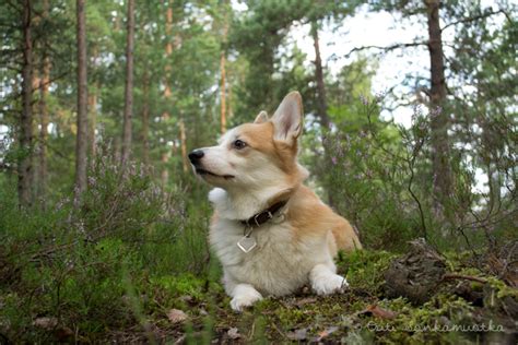 Forest Animals: Boreal Forest Animals