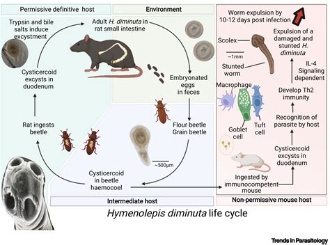 Hymenolepis Nana Life Cycle