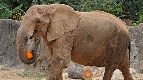 Riverbanks Zoo Announces Death of Female Elephant | wltx.com