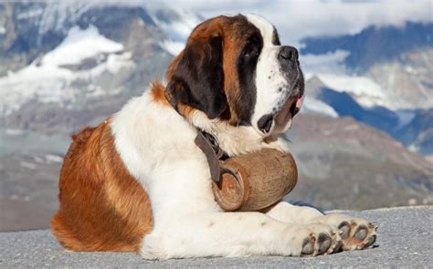 All About Saint Bernard Dog Breed – Origin, Behavior, Trainability, Facts, Puppy, Price, Color ...