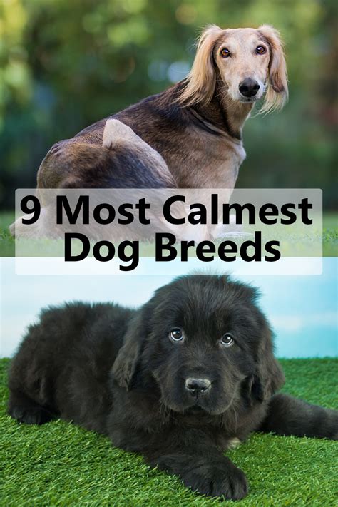 9 Most Calme Dog Breeds | Calm dog breeds, Calm dogs, Top dog breeds