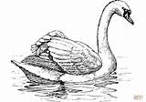Floating Swan coloring Page  Free Printable Coloring Pages sketch template
