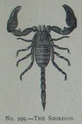 Category:Scorpiones - Wikimedia Commons