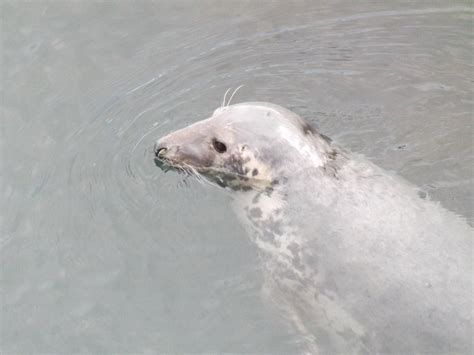 Atlantic grey seal | Atlantic grey seal - taken at Cardigan … | Flickr