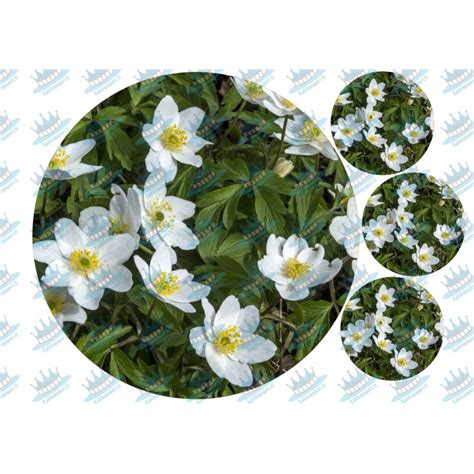 Wood anemone - edible cake topper