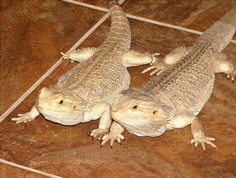 Buckley & Spike, Bearded dragons - Pogona vitticeps | Bearded dragon, Bearded dragon funny, Baby ...