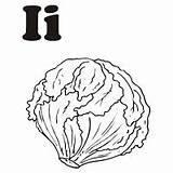 Lettuce Coloring Pages Clipart Vegetables Colouring Drawing Print  sketch template