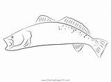 Browm Trout Coloring Page For Kids  Free Trouts Printable sketch template
