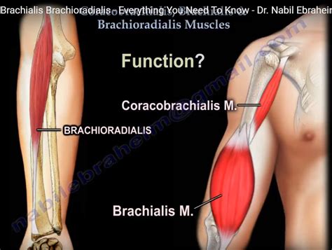 Anatomy of Brachialis, Coracobrachialis and Brachioradialis — OrthopaedicPrinciples.com