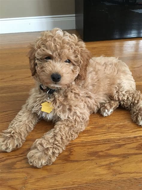 Meet ESPN, 9 weeks old Mini F1B Goldendoodle | Mini goldendoodle, F1b goldendoodle, Goldendoodle