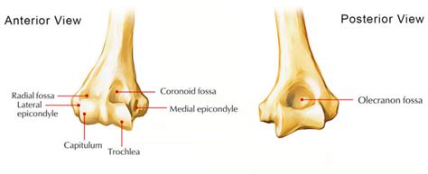 Capitulum of The Humerus – Earth's Lab